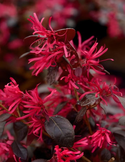 LOROPETALUM chinense BLACK PEARL - Loropétale de Chine