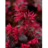 LOROPETALUM chinense BLACK PEARL - Loropétale de Chine