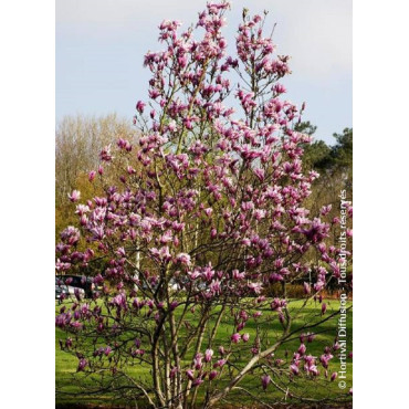 MAGNOLIA SUSAN - Magnolier