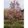 MAGNOLIA SUSAN - Magnolier