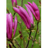 MAGNOLIA SUSAN - Magnolier