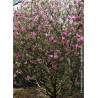 MAGNOLIA SUSAN - Magnolier