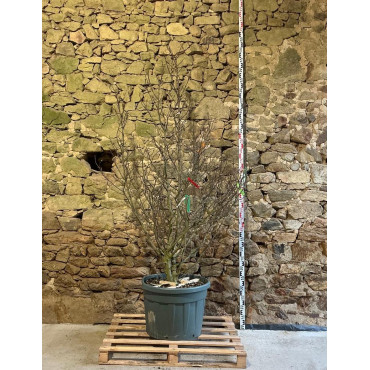 MAGNOLIA SUSAN - Magnolier Pot buisson hauteur 175-200 cm