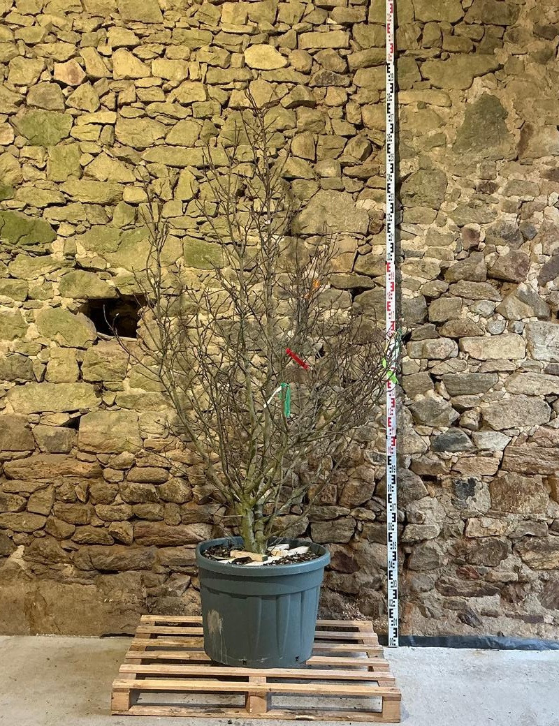 MAGNOLIA SUSAN - Magnolier Pot buisson hauteur 175-200 cm