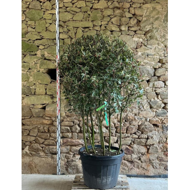 PHOTINIA fraseri PINK MARBLE® - Photinia Pot multi-troncs remontés hauteur 140-160 cm