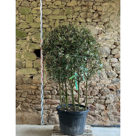 PHOTINIA fraseri PINK MARBLE® - Photinia Pot multi-troncs remontés hauteur 140-160 cm