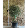 PHOTINIA fraseri PINK MARBLE® - Photinia Pot multi-troncs remontés hauteur 140-160 cm