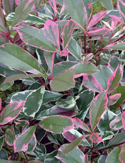 PHOTINIA fraseri PINK MARBLE® - Photinia