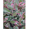 PHOTINIA fraseri PINK MARBLE® - Photinia