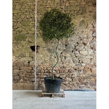 PHOTINIA fraseri RED ROBIN - Photinia Pot tige formée en S hauteur 225-250 cm