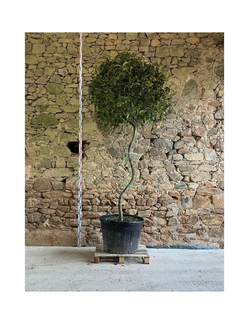 PHOTINIA fraseri RED ROBIN - Photinia Pot tige formée en S hauteur 225-250 cm