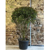 PHOTINIA fraseri RED ROBIN - Photinia Pot multi-troncs remontés hauteur 140-160