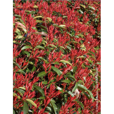 PHOTINIA fraseri RED ROBIN - Photinia