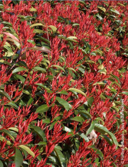 PHOTINIA fraseri RED ROBIN - Photinia