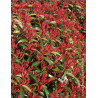 PHOTINIA fraseri RED ROBIN - Photinia