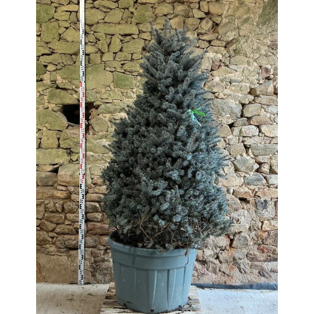 PICEA pungens ISELI FASTIGIATE - Épicéa bleu Pot cône hauteur 175-200 cm
