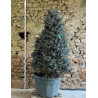 PICEA pungens ISELI FASTIGIATE - Épicéa bleu Pot cône hauteur 175-200 cm