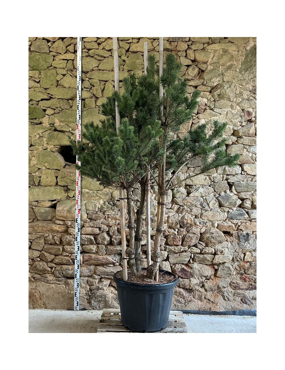 PINUS sylvestris - Pin sylvestre Pot multi-troncs hauteur 175-200 cm