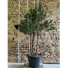 PINUS sylvestris - Pin sylvestre Pot multi-troncs hauteur 175-200 cm