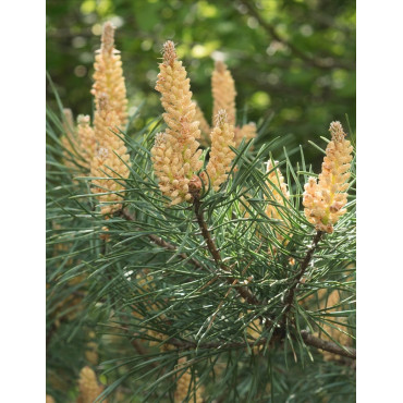 PINUS sylvestris - Pin sylvestre