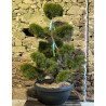 PINUS sylvestris - Pin sylvestre En pot forme bonsaï hauteur 160-180 cm