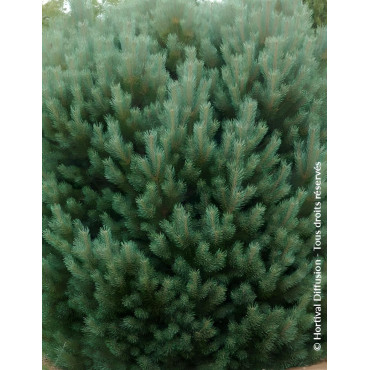 PINUS sylvestris WATERERI - Pin sylvestre nain