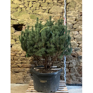 PINUS sylvestris WATERERI - Pin sylvestre nain Pot multi-troncs remontés hauteur 120-140 cm