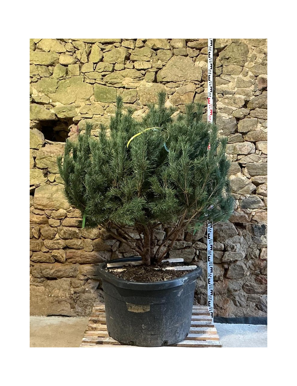 PINUS sylvestris WATERERI - Pin sylvestre nain Pot multi-troncs remontés hauteur 120-140 cm