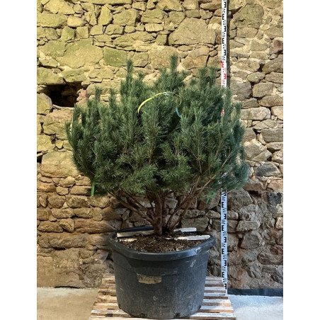 PINUS sylvestris WATERERI - Pin sylvestre nain Pot multi-troncs remontés hauteur 120-140 cm