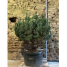 PINUS sylvestris WATERERI - Pin sylvestre nain Pot multi-troncs remontés hauteur 120-140 cm