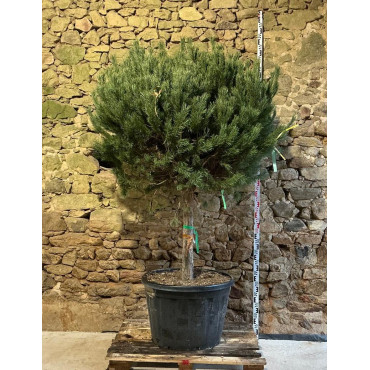 PINUS sylvestris WATERERI - Pin sylvestre nain Pot tige hauteur du tronc 090-110 cm hauteur 180-200