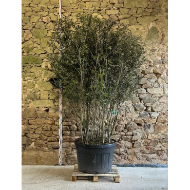 QUERCUS ilex - Chêne vert Pot multi-troncs remontés hauteur 175-200 cm
