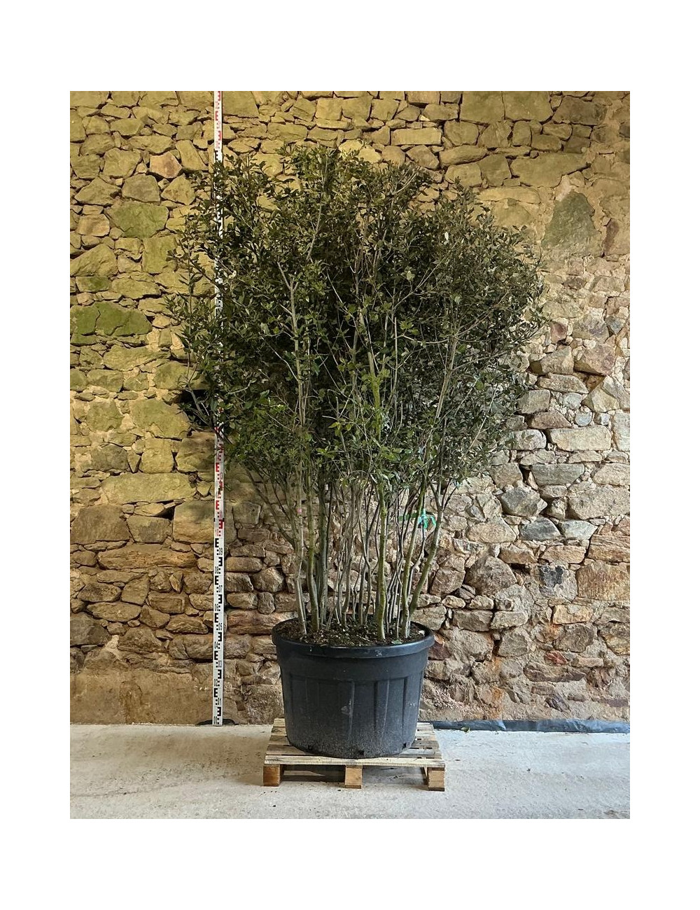 QUERCUS ilex - Chêne vert Pot multi-troncs remontés hauteur 175-200 cm
