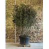 QUERCUS ilex - Chêne vert Pot multi-troncs remontés hauteur 175-200 cm