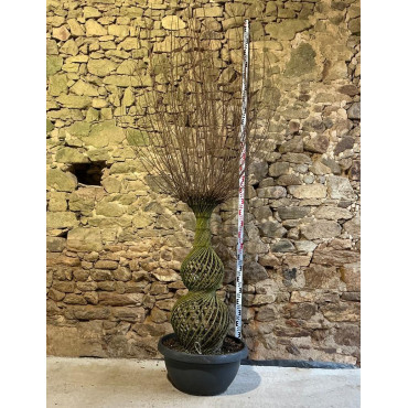 LAGERSTROEMIA ROSE - Lilas des Indes Pot amphore hauteur 120 cm