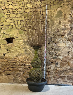 LAGERSTROEMIA ROSE - Lilas des Indes Pot amphore hauteur 120 cm