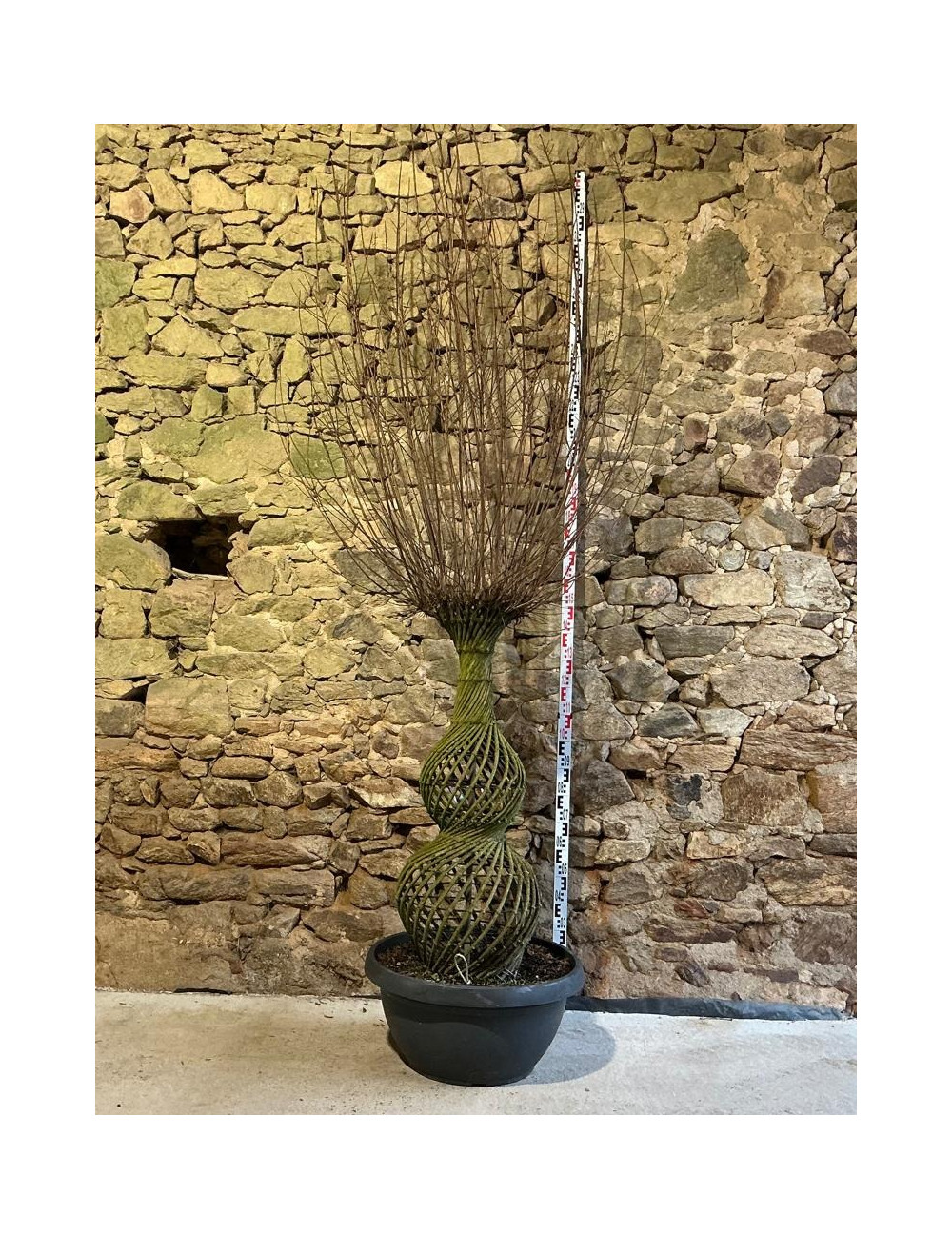 LAGERSTROEMIA ROUGE - Lilas des Indes Pot amphore hauteur 120 cm