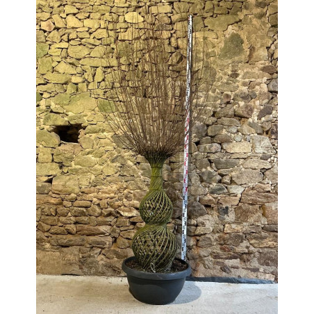 LAGERSTROEMIA ROUGE - Lilas des Indes Pot amphore hauteur 120 cm