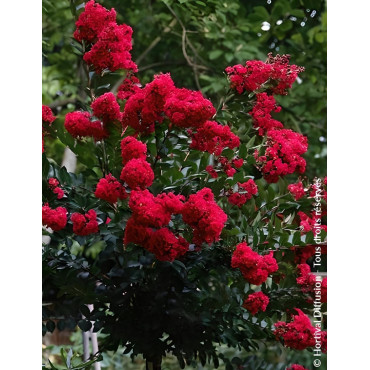 LAGERSTROEMIA ROUGE - Lilas des Indes