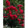 LAGERSTROEMIA ROUGE - Lilas des Indes