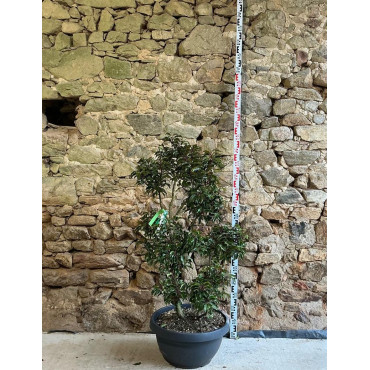 PRUNUS lusitanica BRENELIA - Laurier du Portugal Pot pompons hauteur 120-140 cm