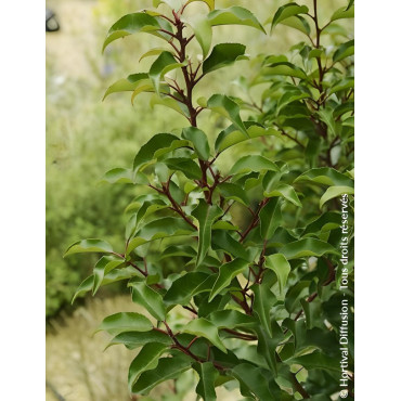 PRUNUS lusitanica BRENELIA - Laurier du Portugal