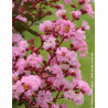 LAGERSTROEMIA ROSE - Lilas des Indes