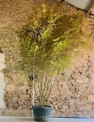 ACER palmatum - Érable du Japon Pot multi-troncs hauteur 350-400 cm