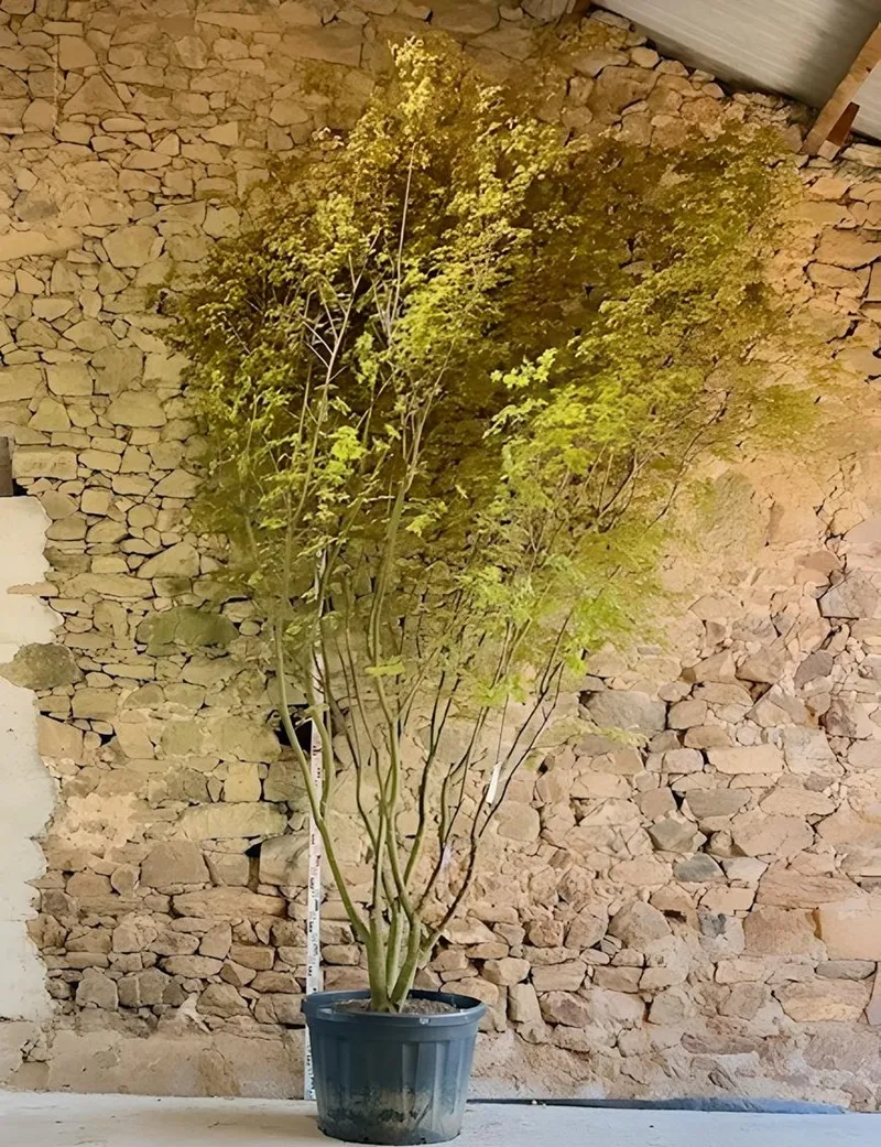 ACER palmatum - Érable du Japon Pot multi-troncs hauteur 350-400 cm