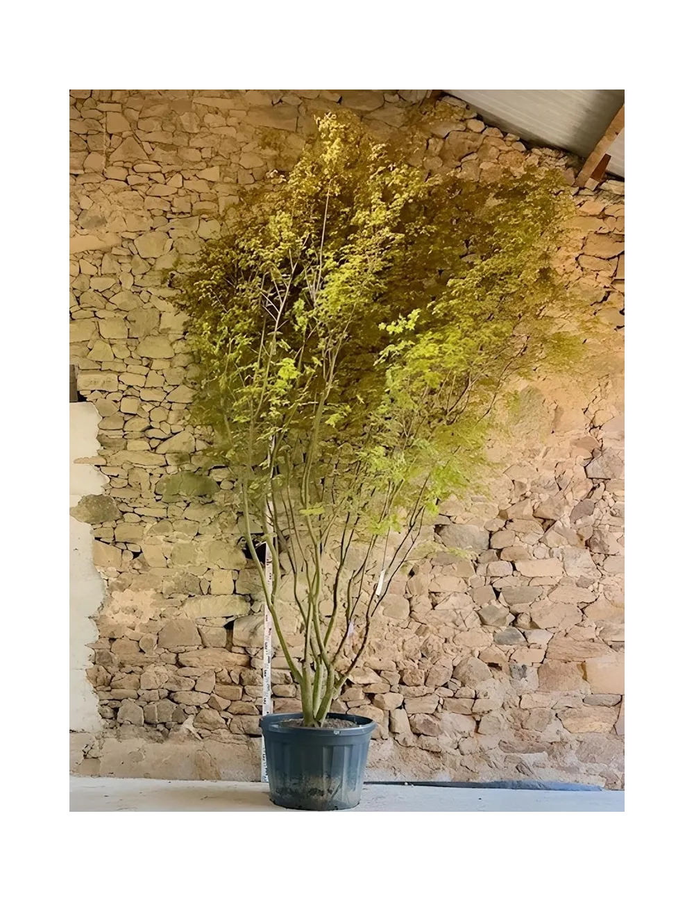 ACER palmatum - Érable du Japon Pot multi-troncs hauteur 350-400 cm