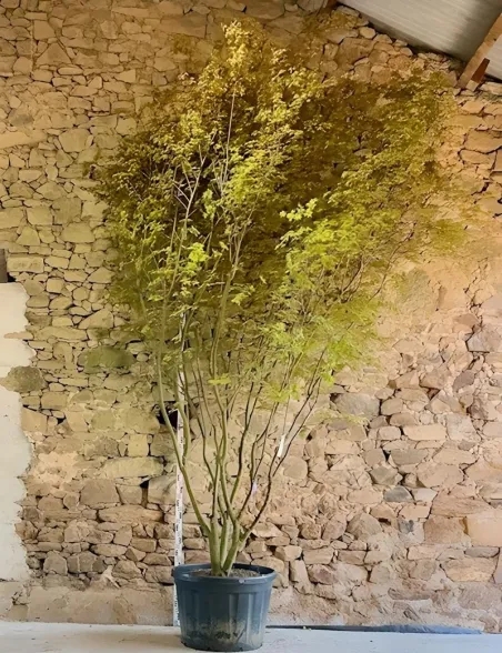 ACER palmatum - Érable du Japon Pot multi-troncs hauteur 350-400 cm