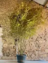 ACER palmatum - Érable du Japon Pot multi-troncs hauteur 350-400 cm