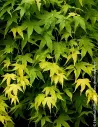 ACER palmatum - Érable du Japon