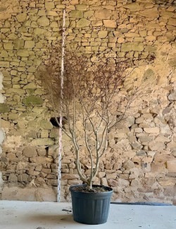 ACER palmatum DISSECTUM TROMPENBURG - Érable du Japon Pot multi-troncs hauteur 250-300 cm